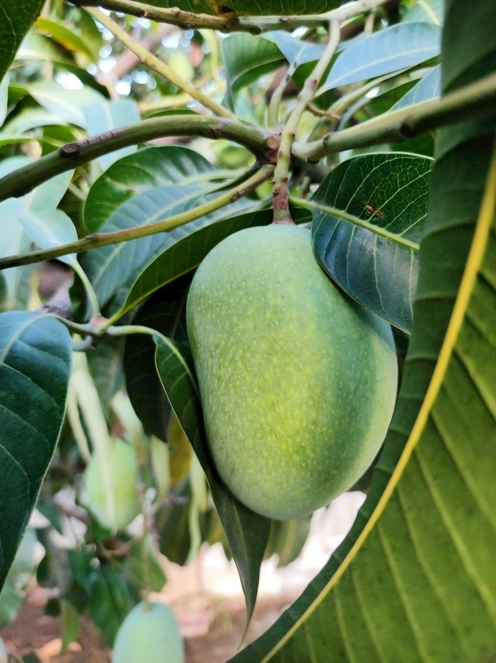 a close up of a mango tree with green leaves