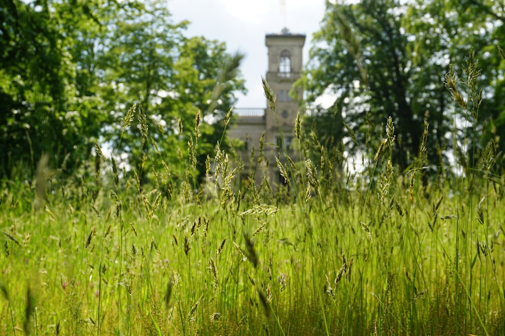 a tall clock tower towering over a lush green field
