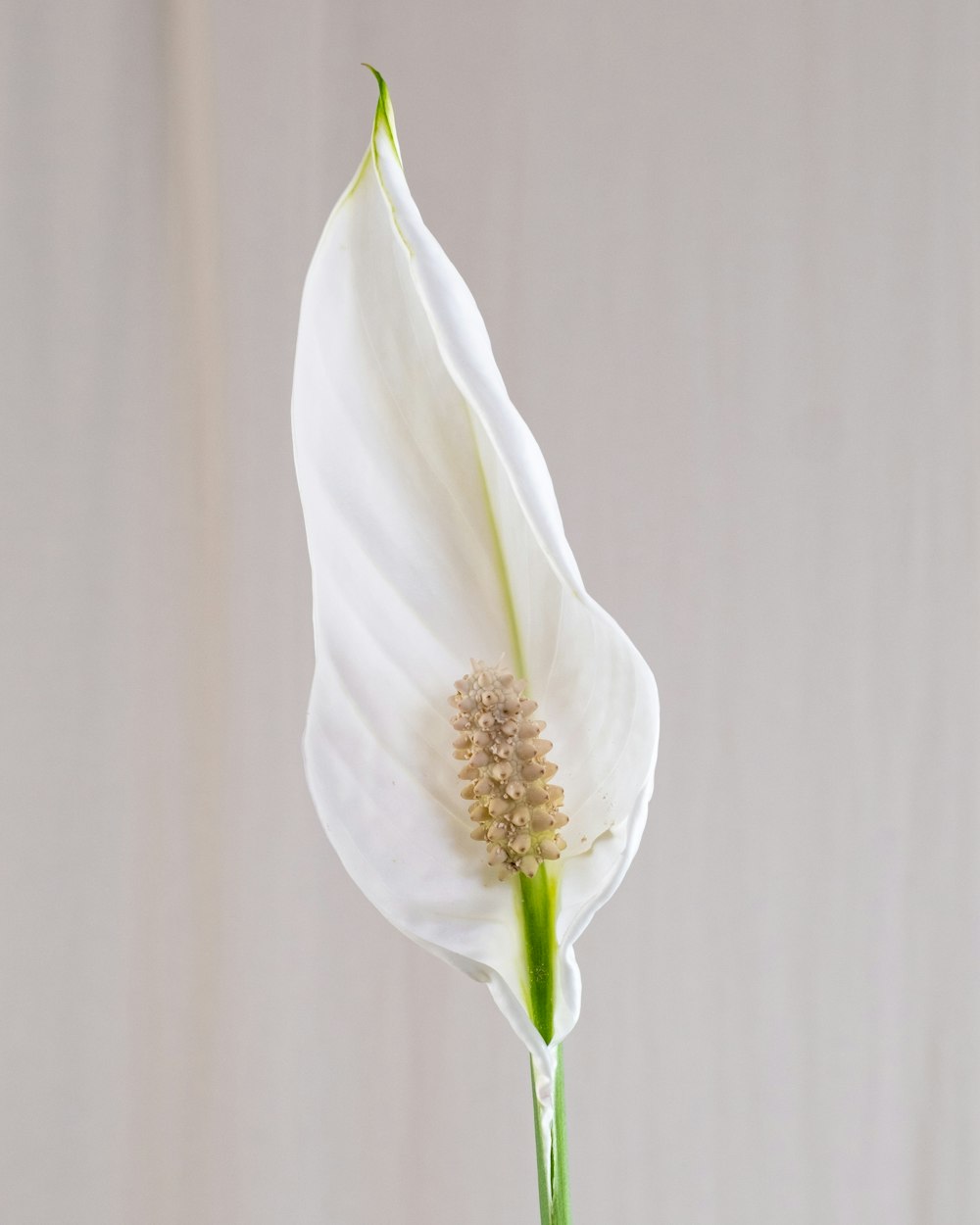 uma flor branca está em um vaso sobre uma mesa