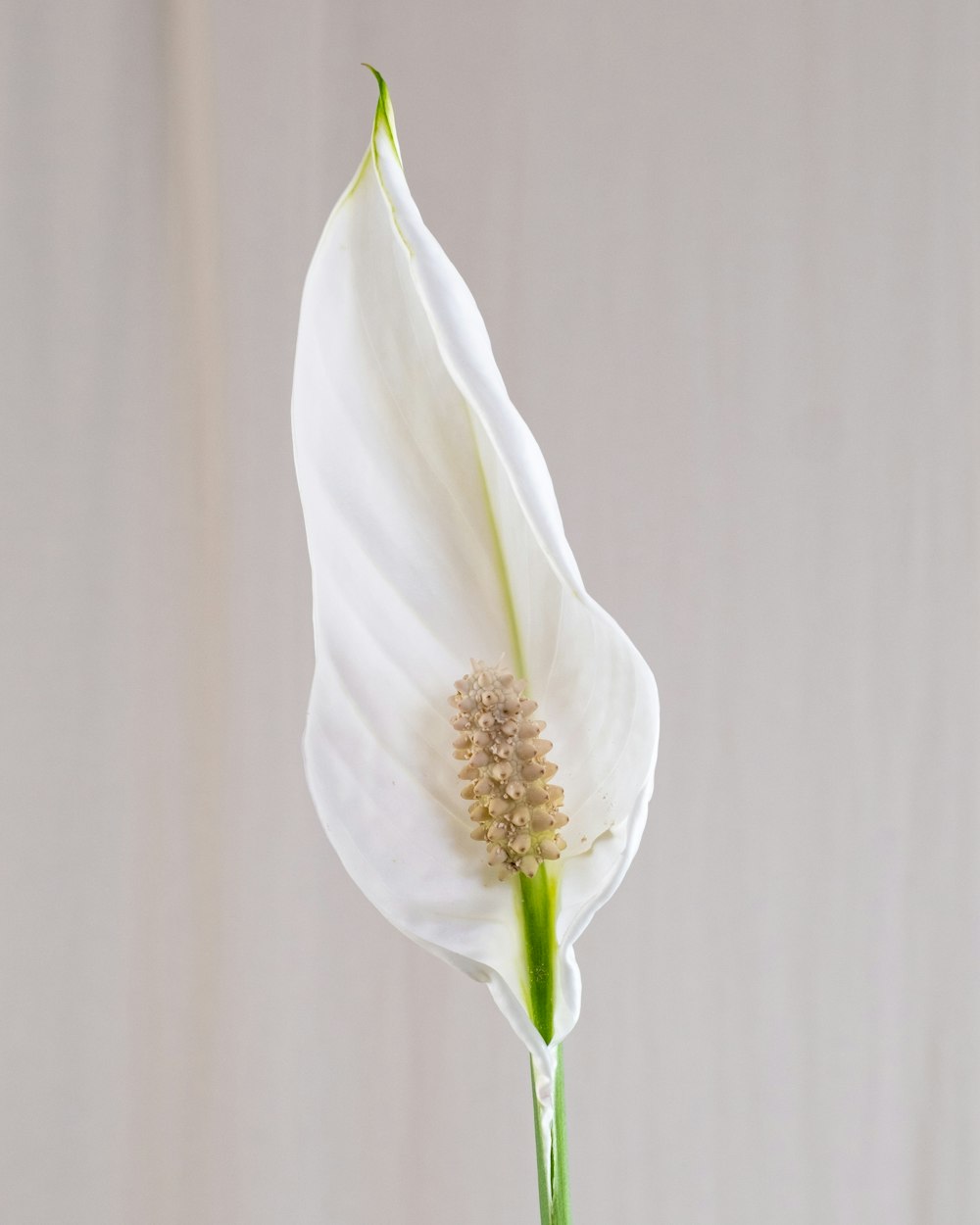 a white flower is in a vase on a table