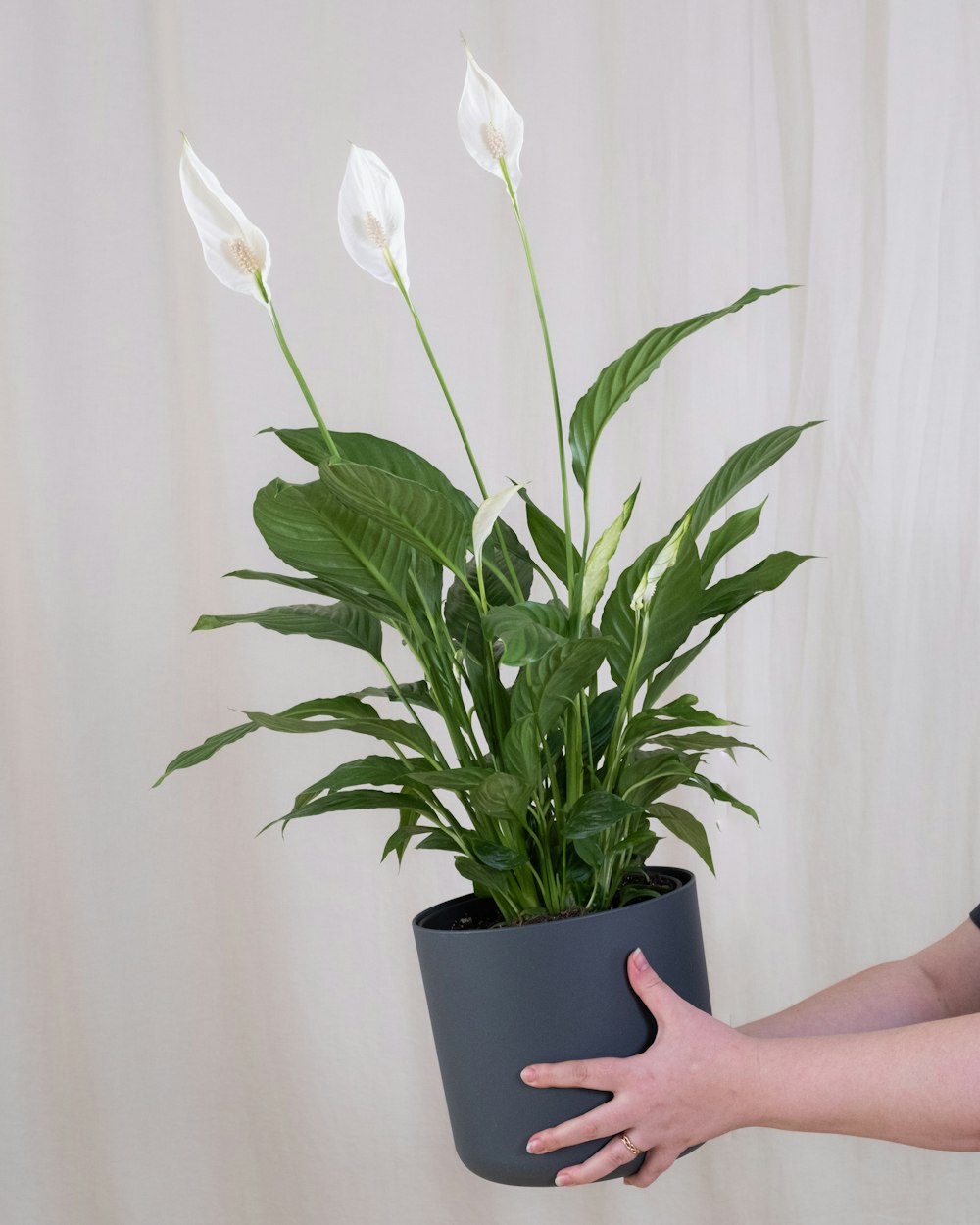 a person holding a potted plant with white flowers