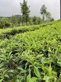A lush, green tea plantation extends across rolling hills with vibrant tea leaves in the foreground. Tall trees are scattered throughout the landscape, and misty clouds hover above the greenery, creating a serene and tranquil atmosphere.