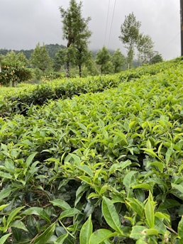 A lush, green tea plantation extends across rolling hills with vibrant tea leaves in the foreground. Tall trees are scattered throughout the landscape, and misty clouds hover above the greenery, creating a serene and tranquil atmosphere.