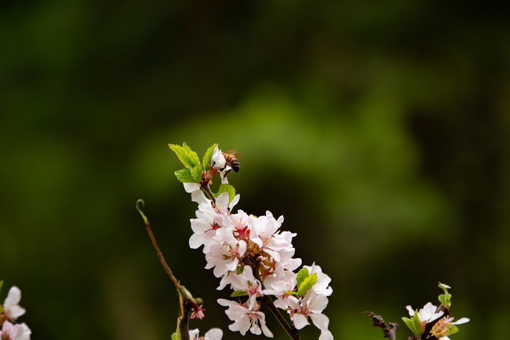 a branch with white flowers and a bee on it