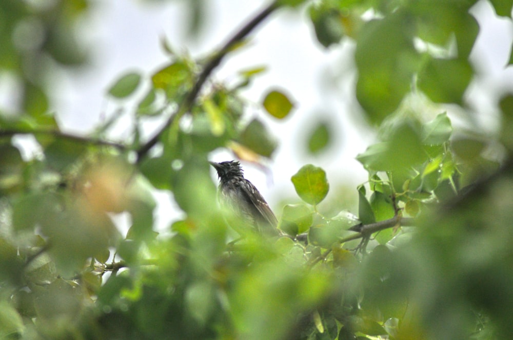 ein kleiner Vogel, der auf einem Ast sitzt