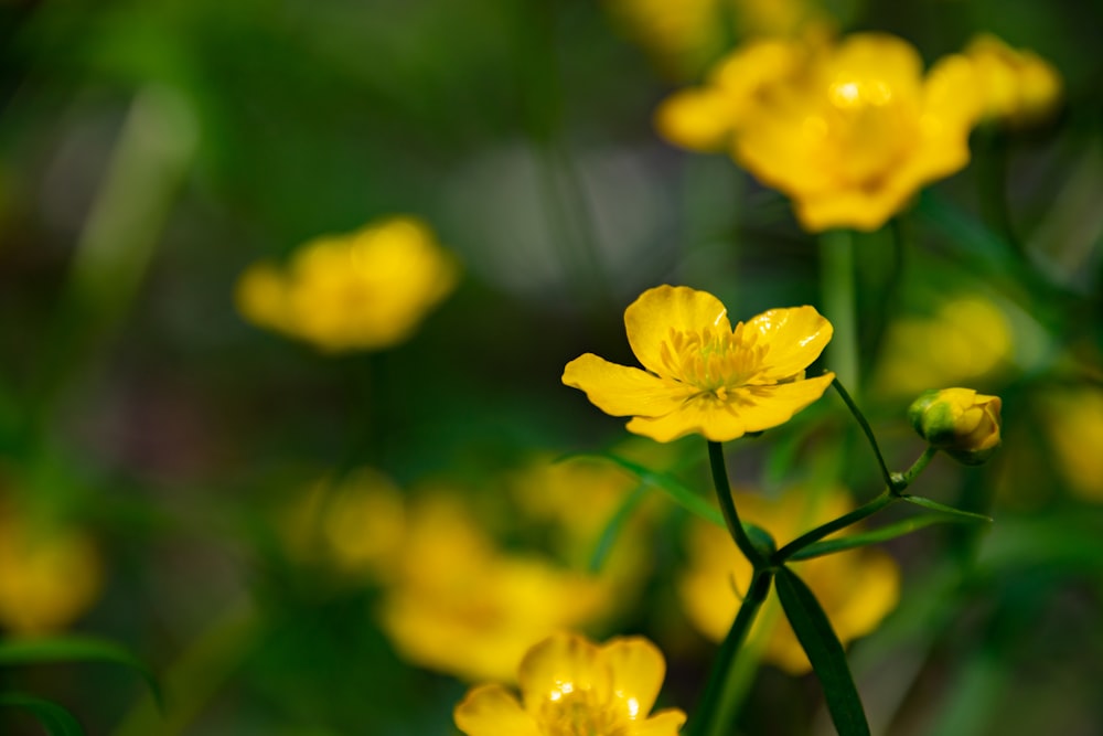 a bunch of yellow flowers that are in the grass