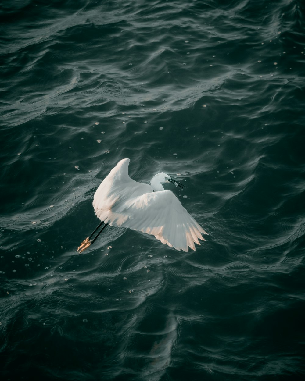 um pássaro branco voando sobre um corpo de água
