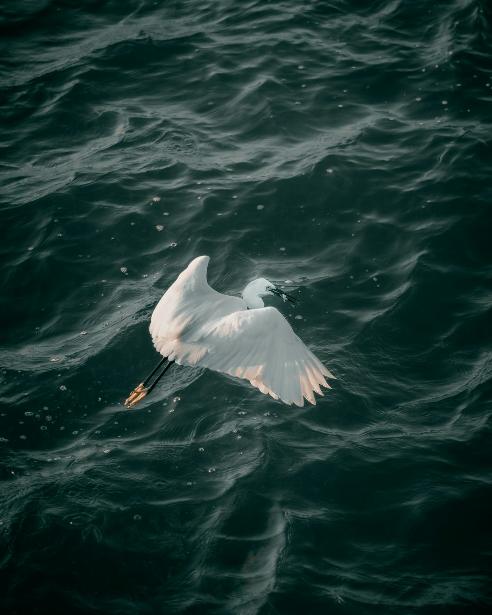 a white bird flying over a body of water