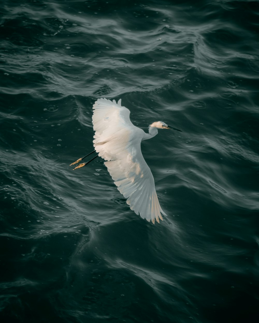 a white bird flying over a body of water