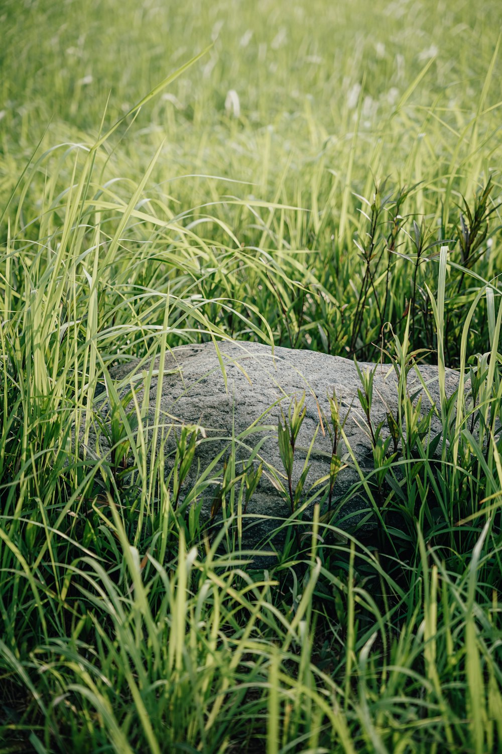 a rock in the middle of a grassy field