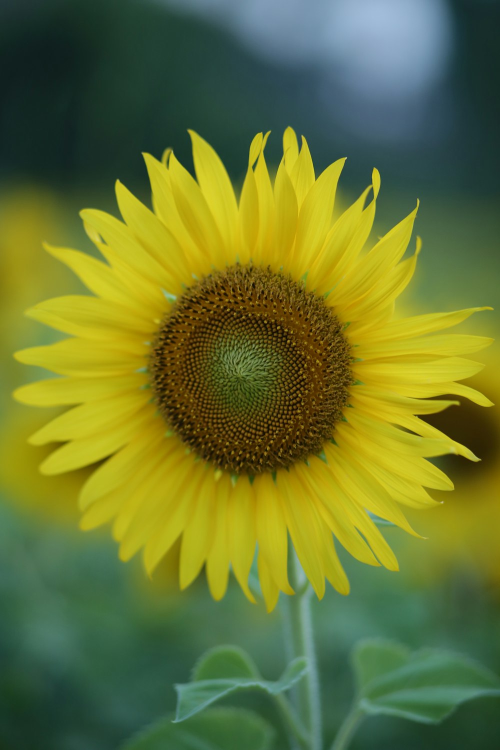 a large yellow sunflower in a field of sunflowers