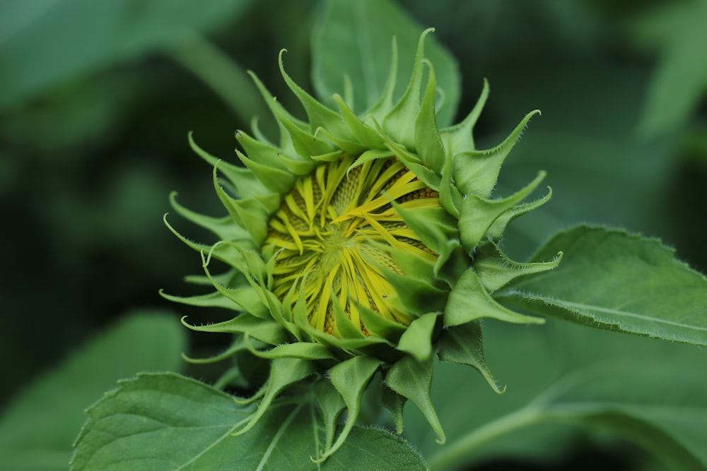 a close up of a green flower with leaves