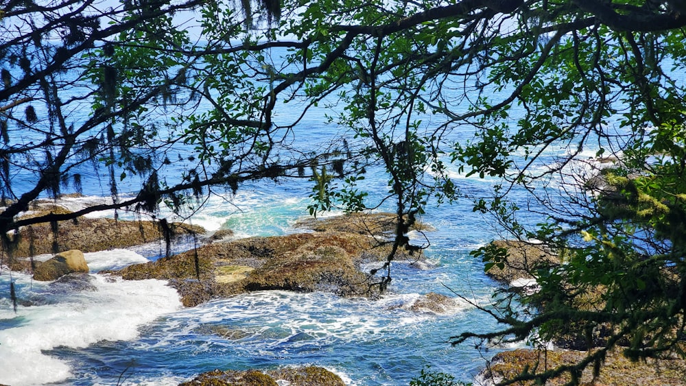 a view of a body of water through some trees