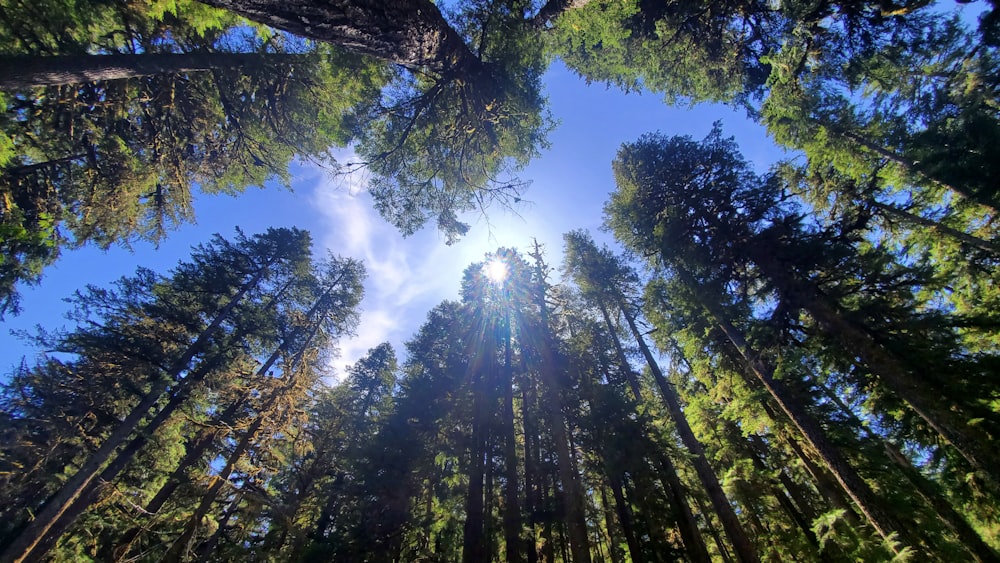 the sun shines through the tall trees in the forest