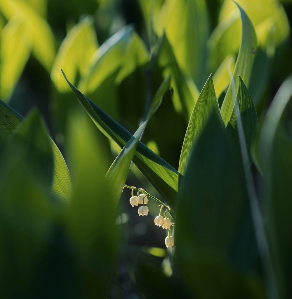 a close up of a plant with small white flowers