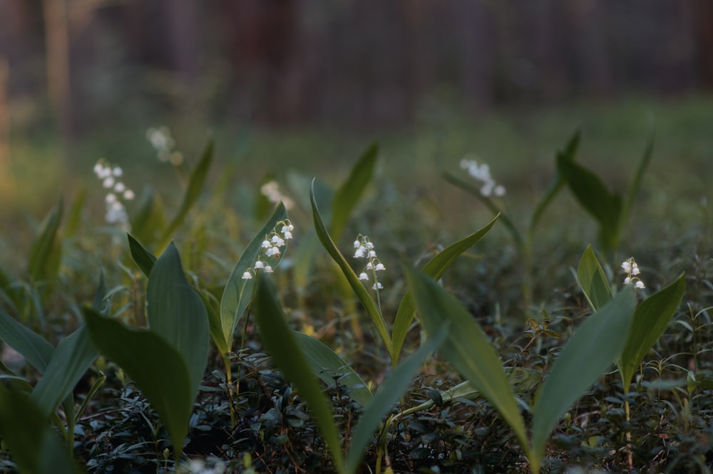 a bunch of flowers that are in the grass