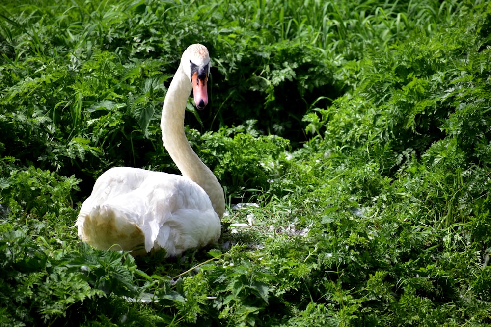 a white swan is sitting in the grass