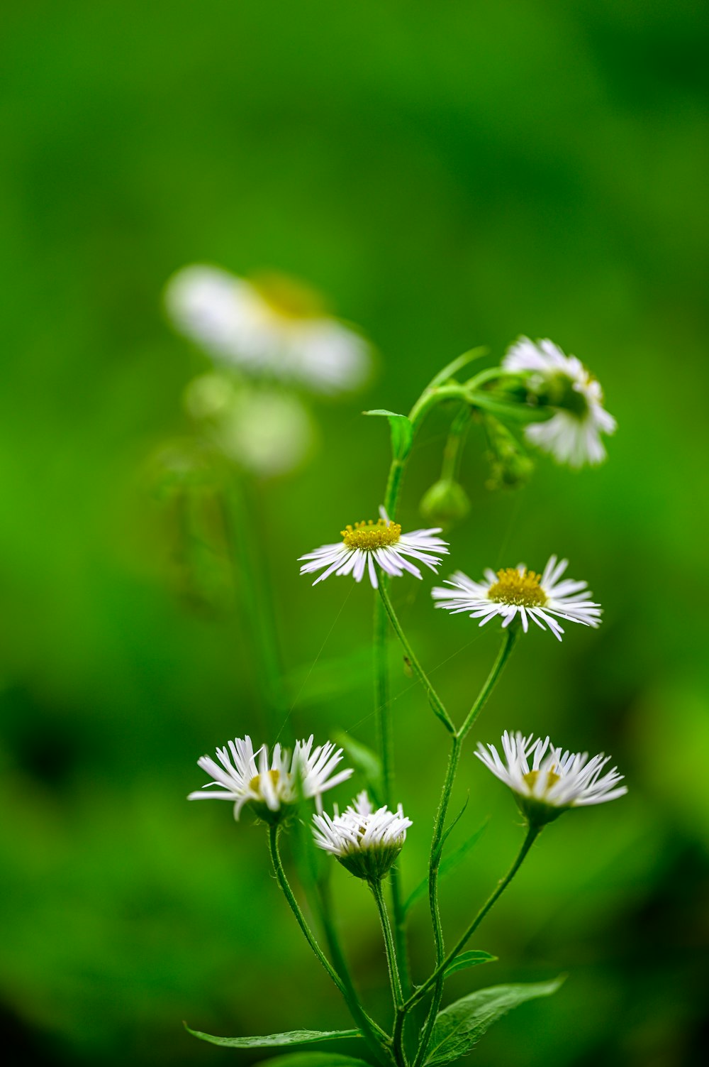 a group of white flowers sitting on top of a lush green field