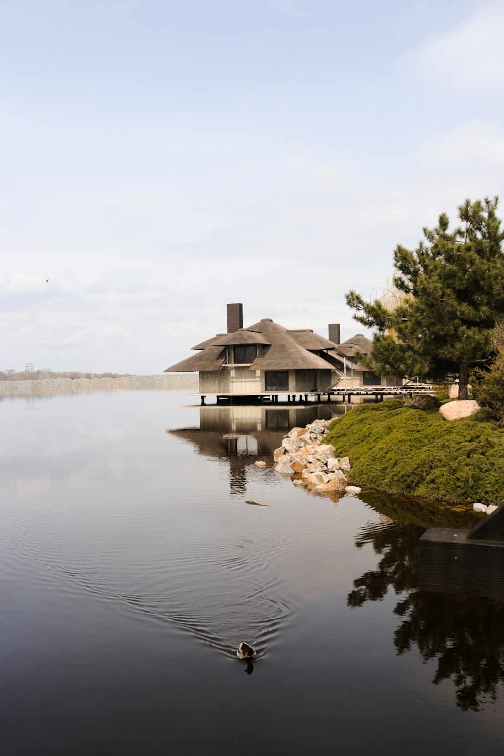 a duck swimming in a lake next to a house