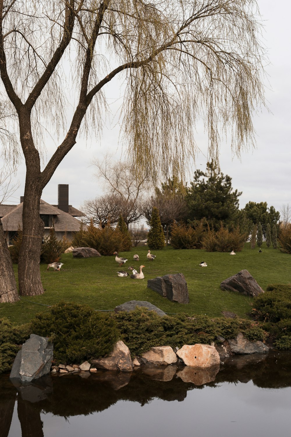 a tree and some rocks in the grass