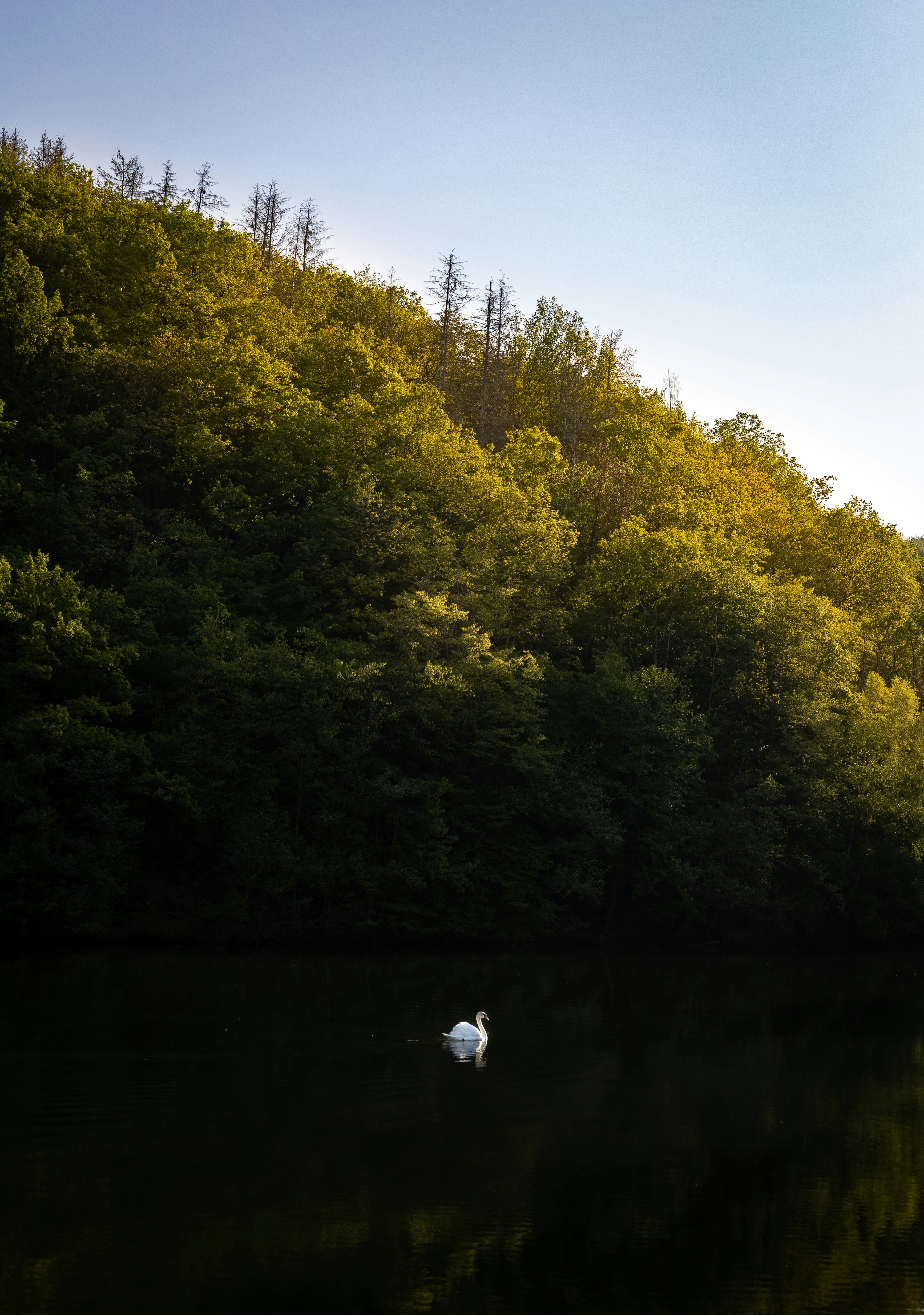 a white swan floating on top of a lake surrounded by trees