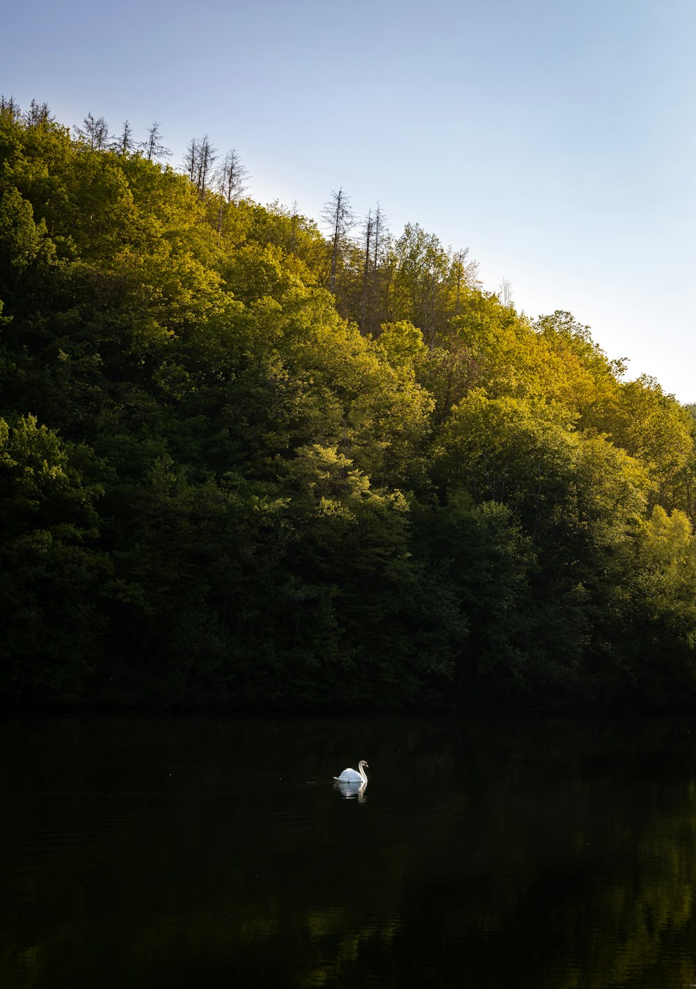 a white swan floating on top of a lake surrounded by trees