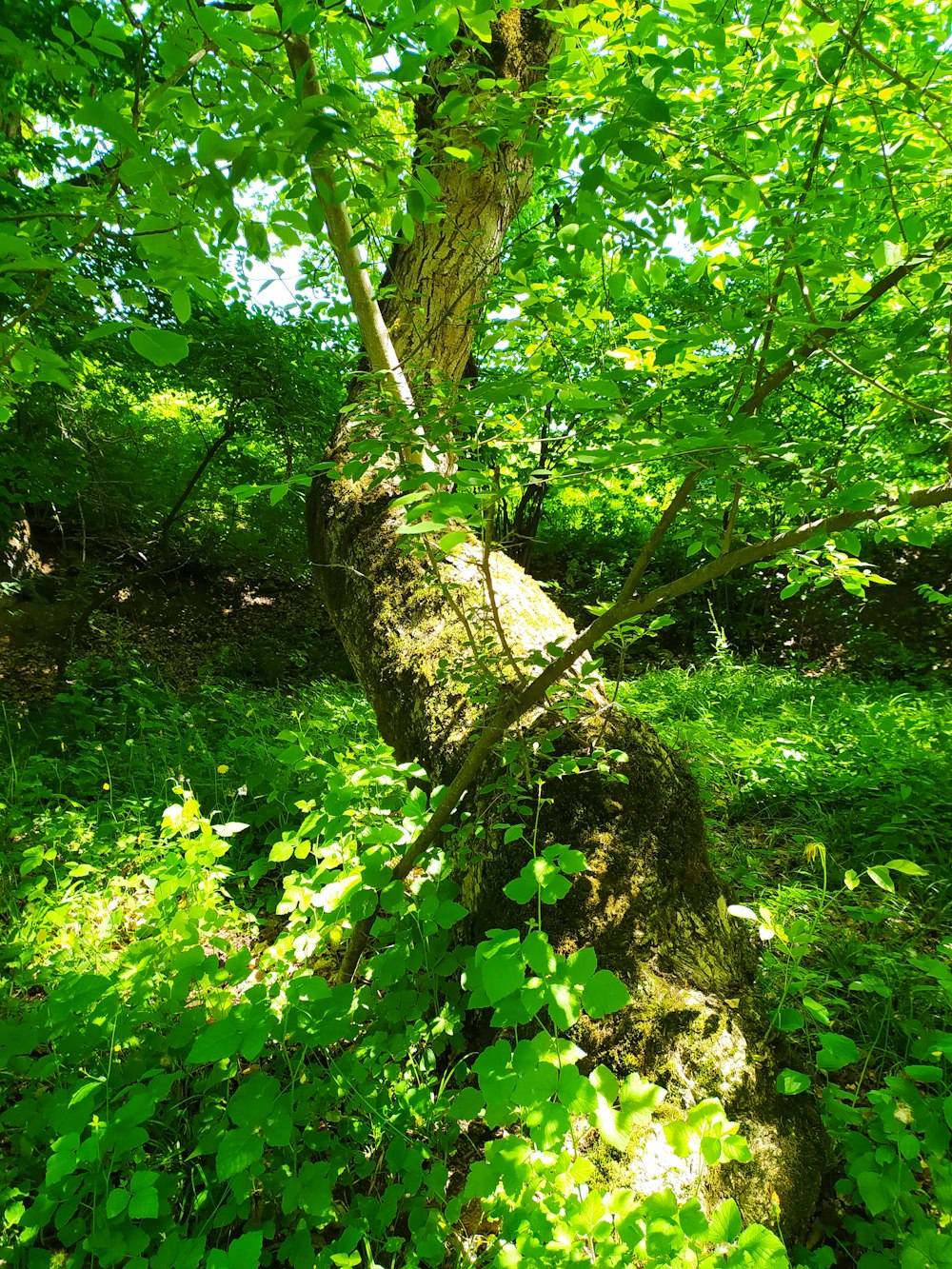 a fallen tree in the middle of a lush green forest
