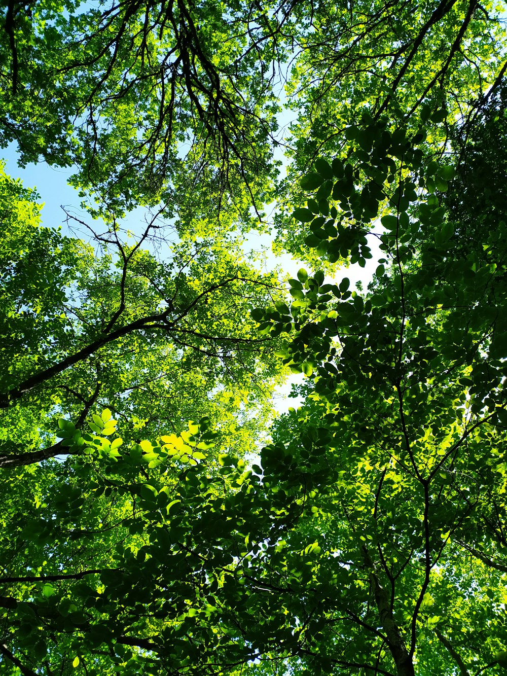 looking up into the canopy of a green forest