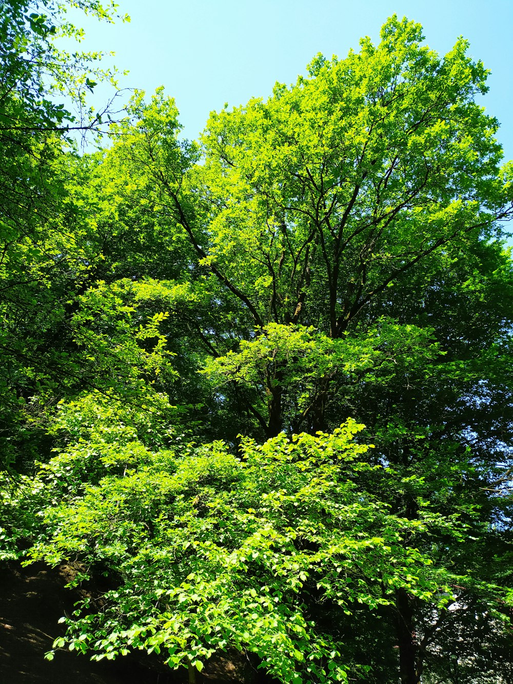 una panchina seduta nel mezzo di una foresta