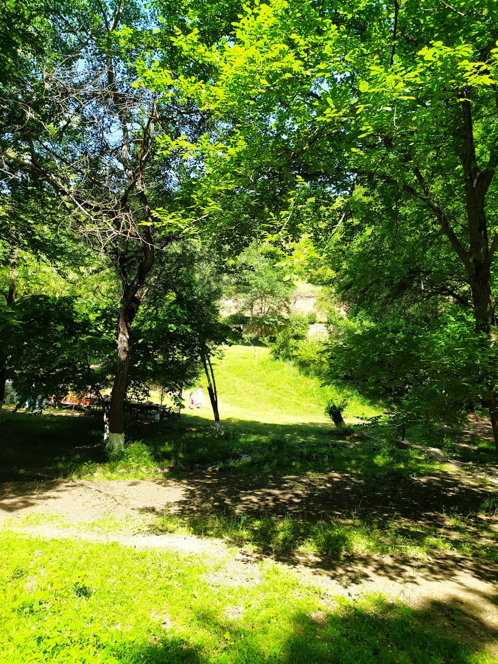 un'area erbosa con alberi e una panchina