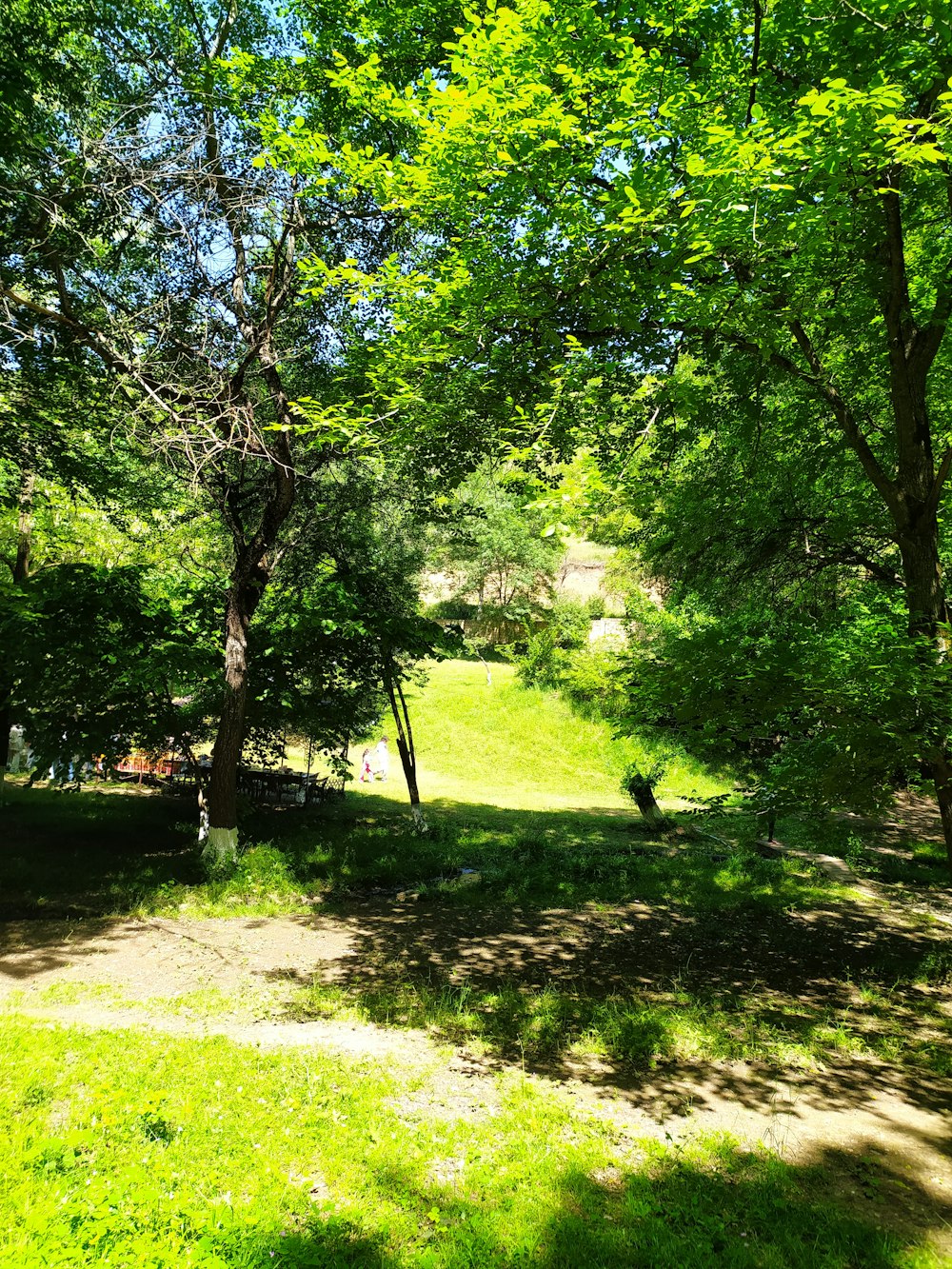 a grassy area with trees and a bench