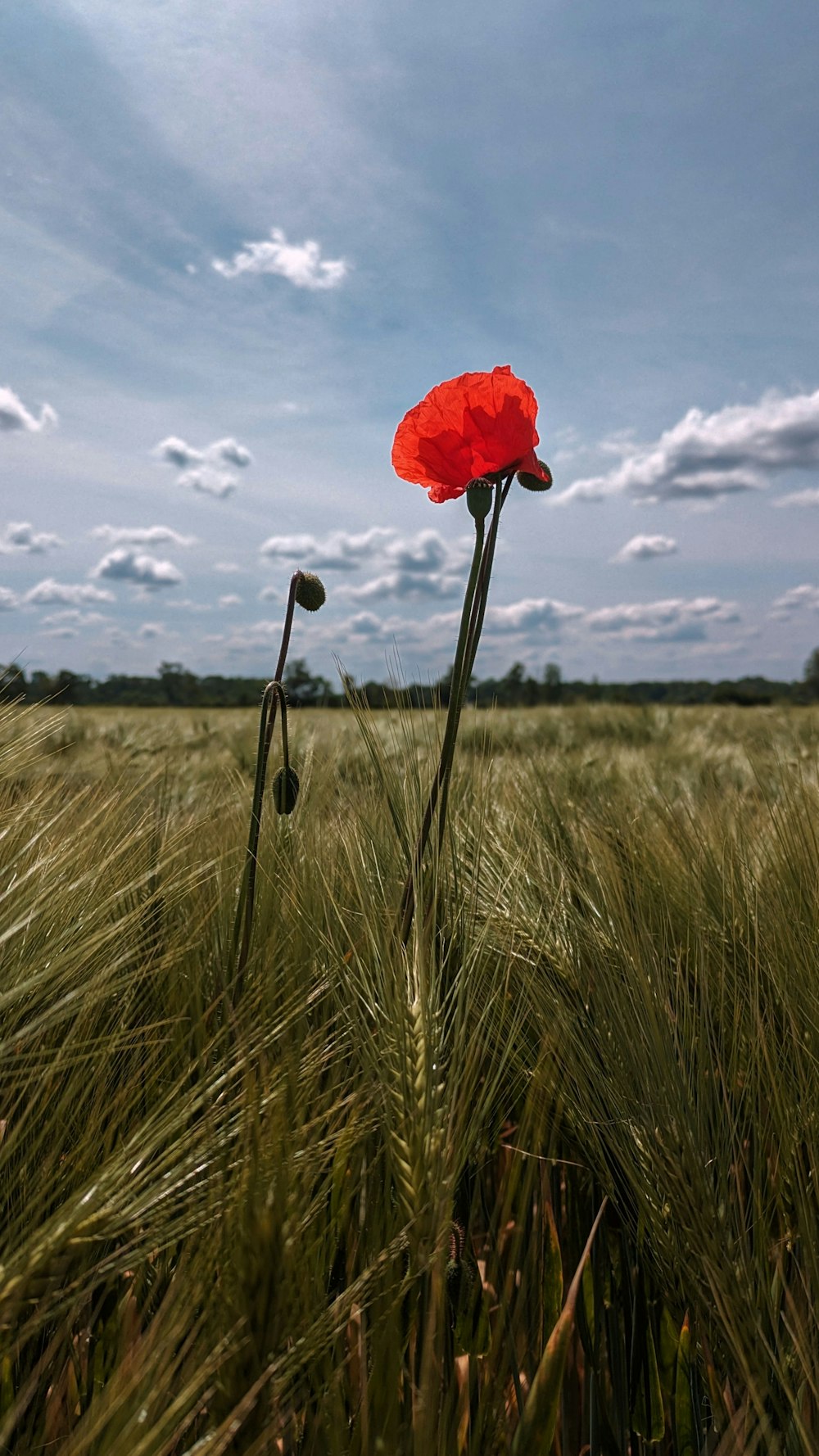 a single red flower in a field of tall grass