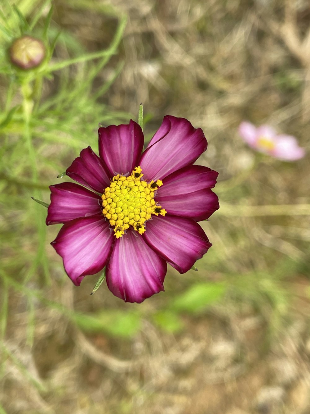 a purple flower with a yellow center in a field