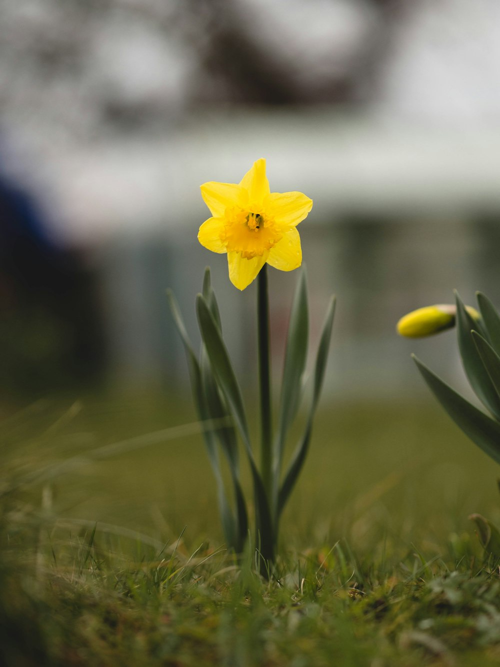 a couple of flowers that are in the grass