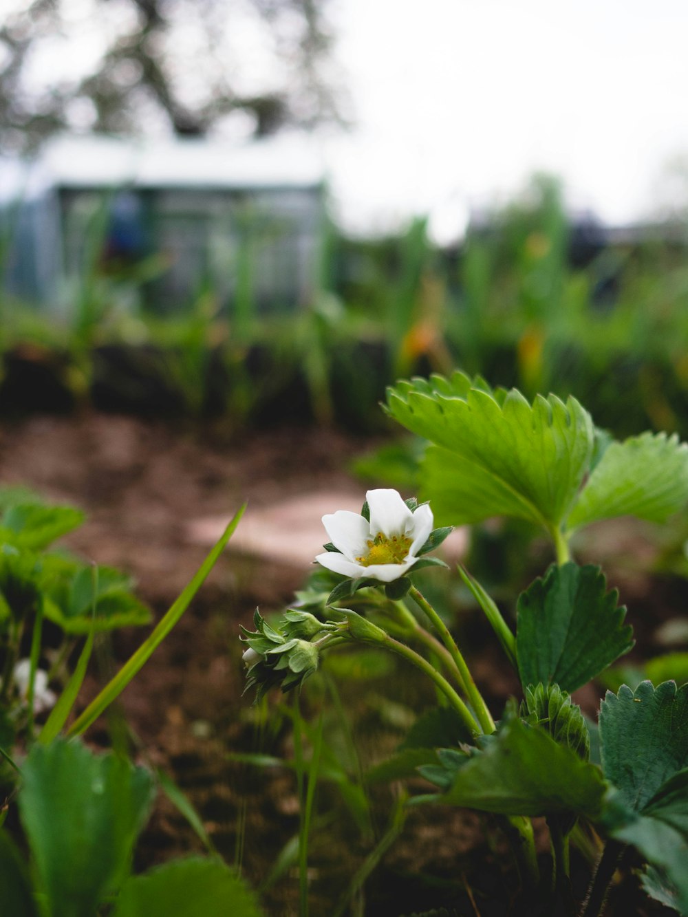 a white flower sitting on top of a lush green field