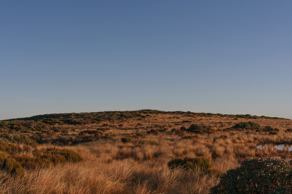 a grassy field with a hill in the background