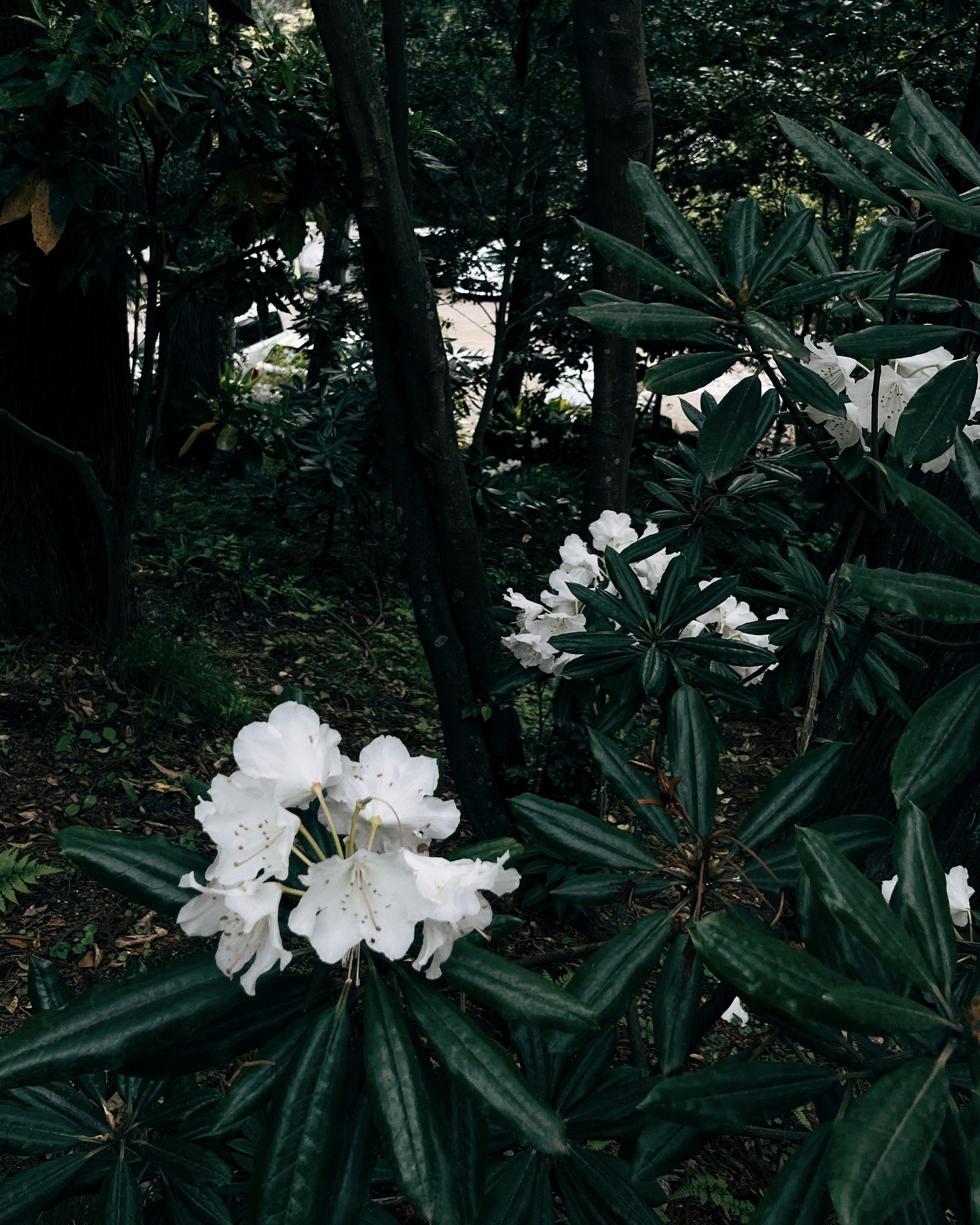 une fleur blanche au milieu d’une forêt