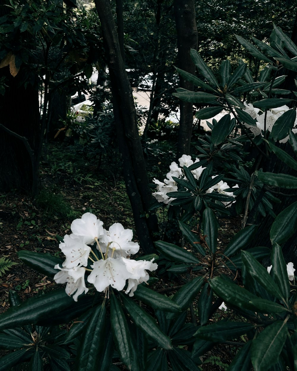 a white flower in the middle of a forest