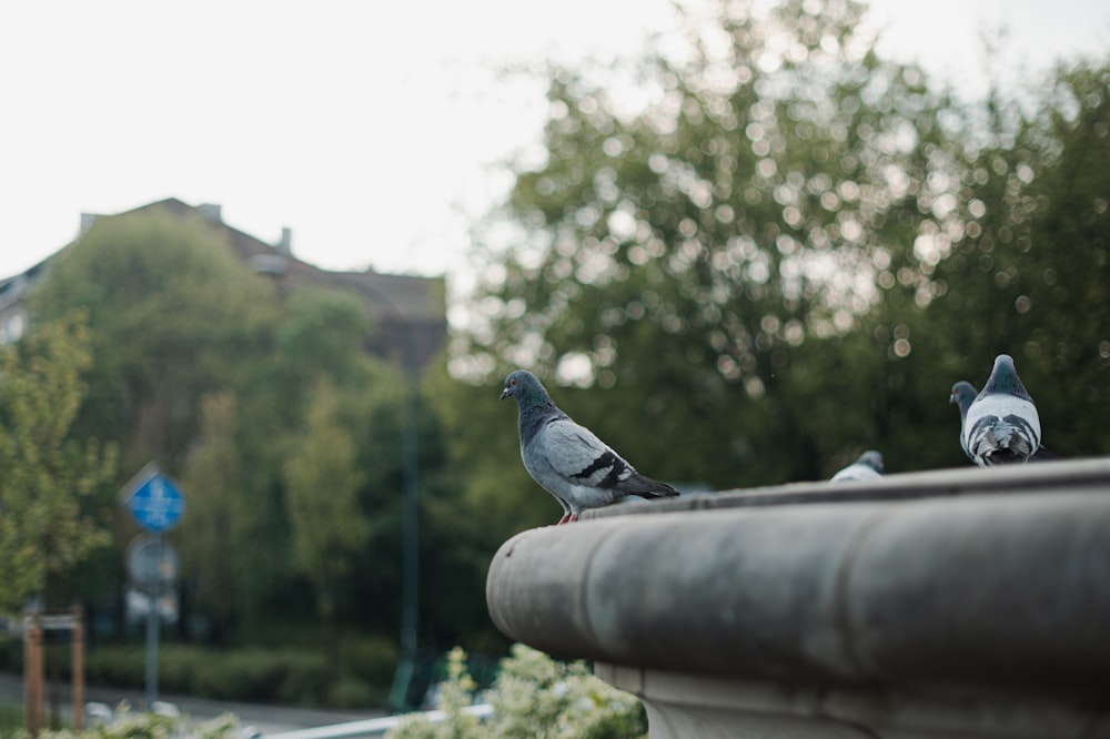a couple of birds sitting on top of a fountain