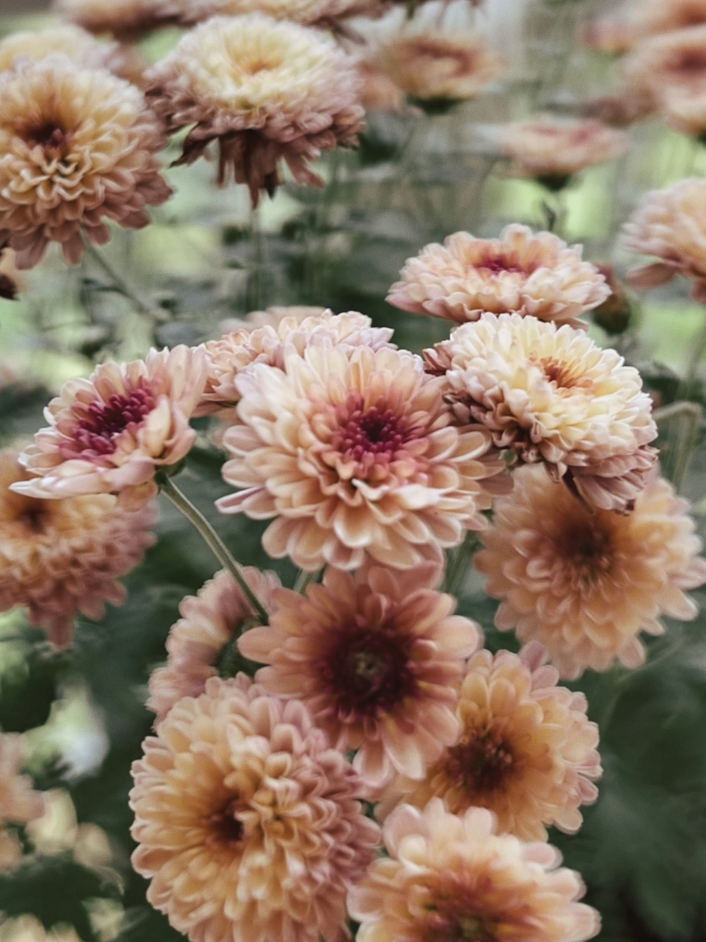 Photo by sanjanaladdha