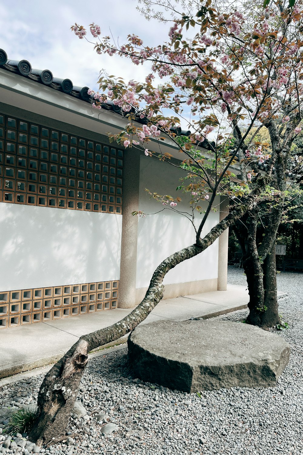 ein Bonsaibaum vor einem Gebäude
