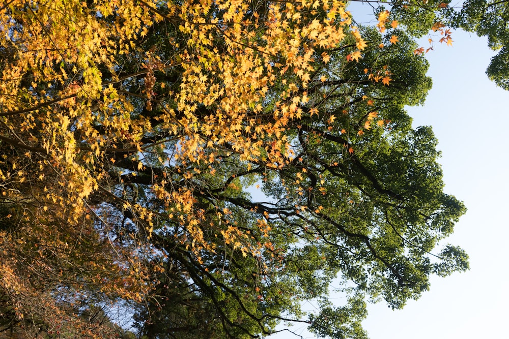 a bench sitting under a tree filled with lots of leaves