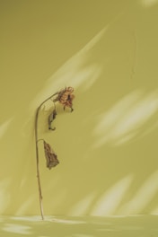 A serene painting of a single sunflower glowing against a muted background.