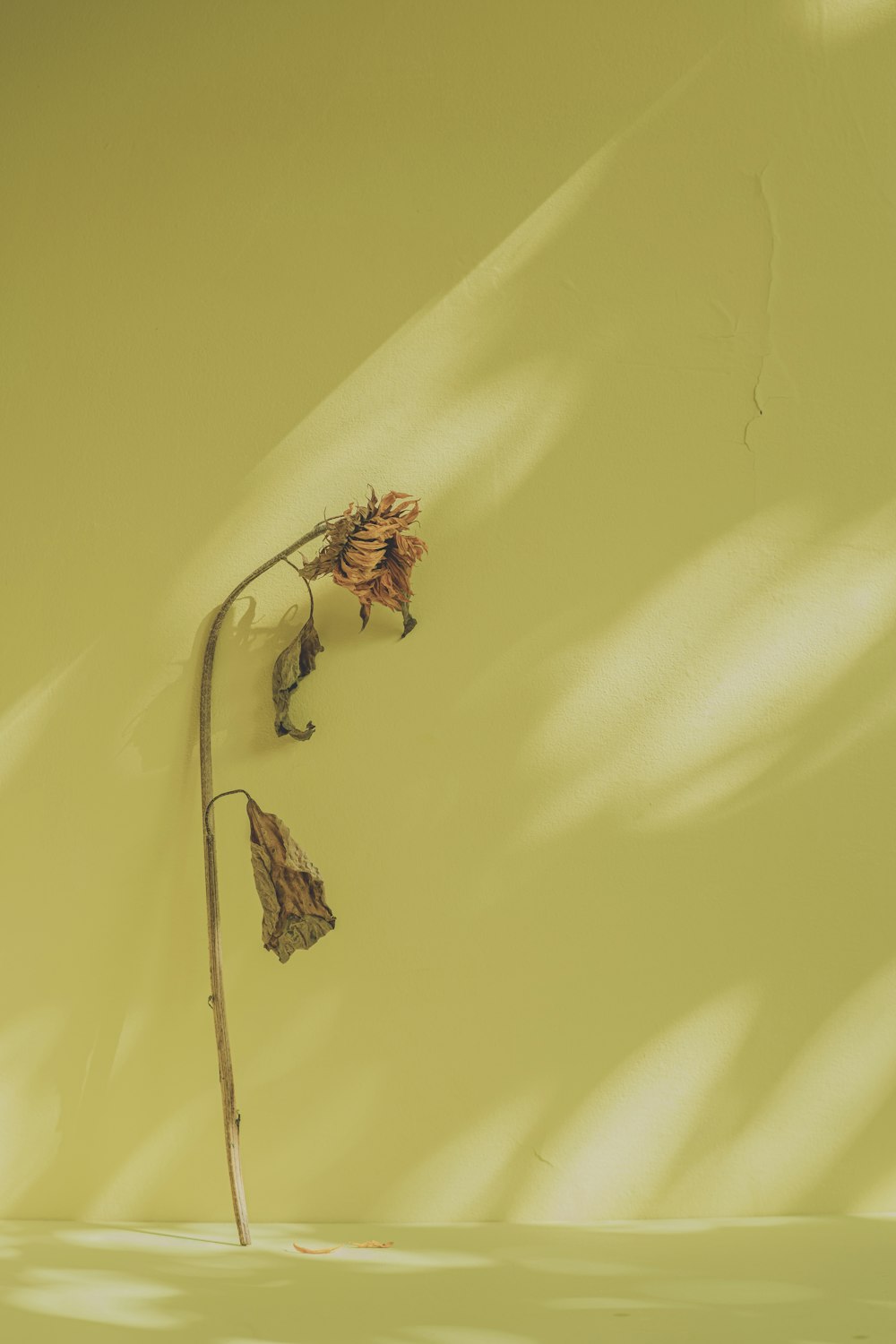 a dead flower on the side of a yellow wall