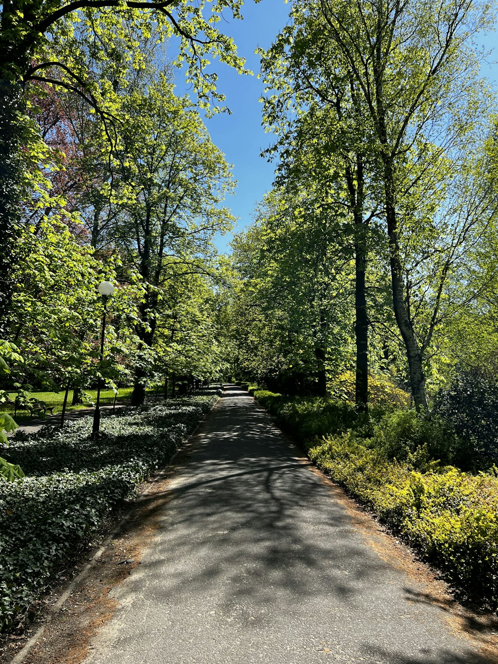 a paved road surrounded by trees and bushes