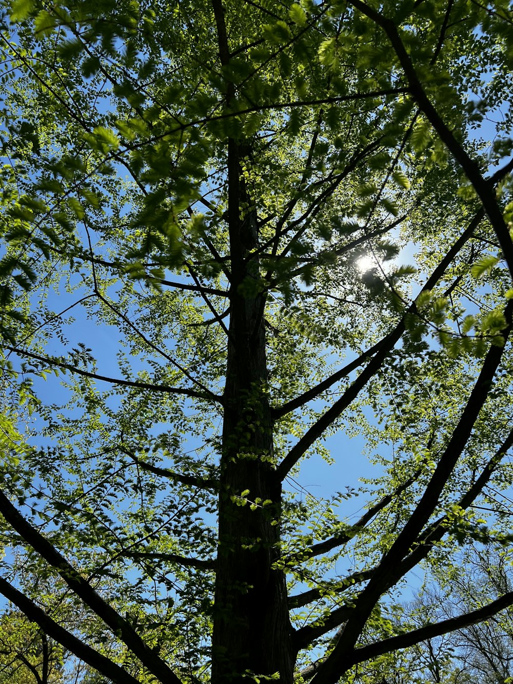 a tall tree with lots of green leaves