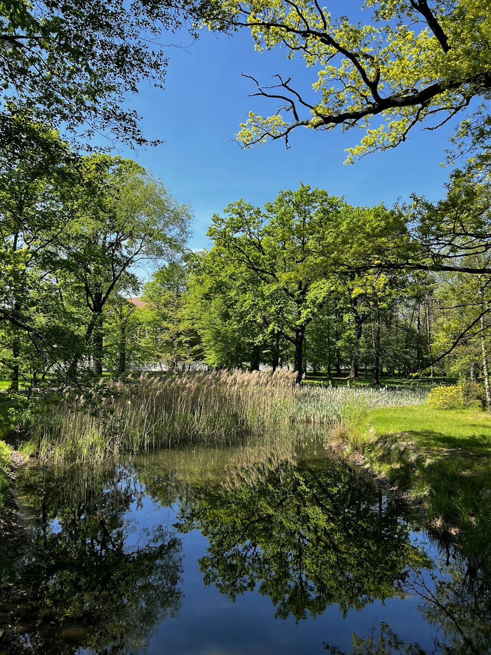 a small pond surrounded by trees and grass