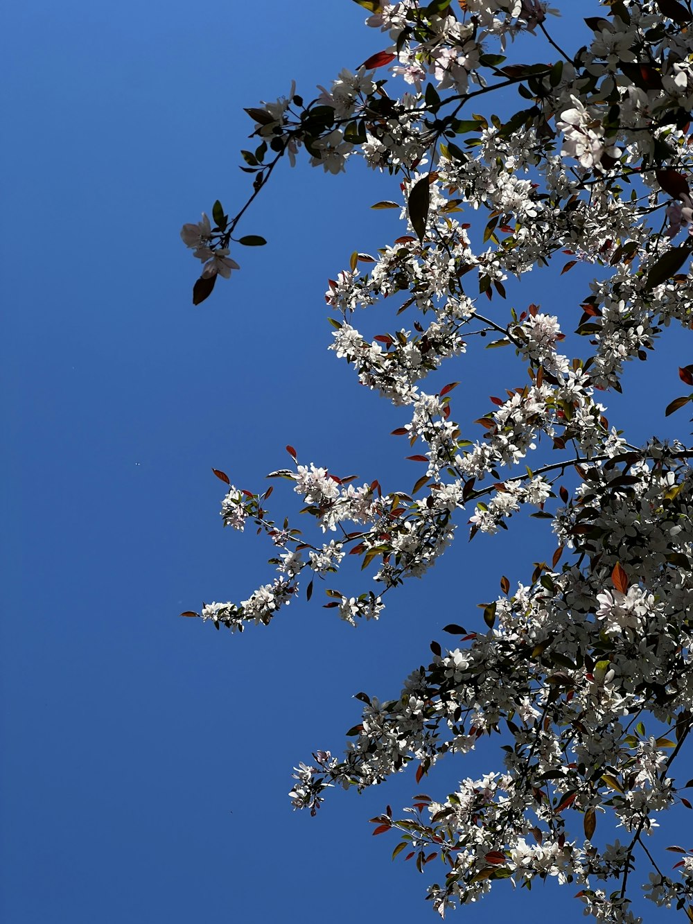 a tree branch with white flowers against a blue sky