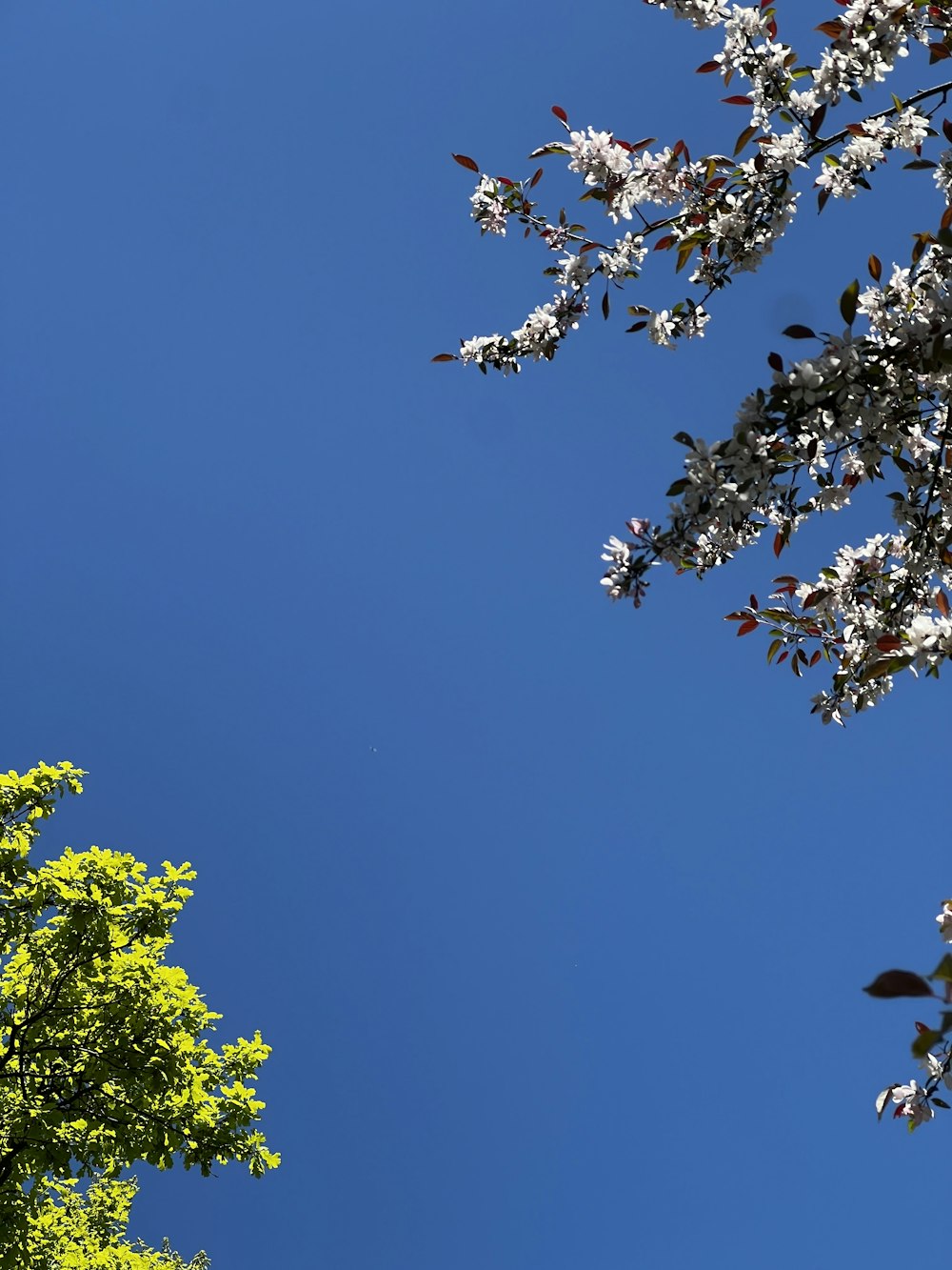 a tree with white flowers in the foreground and a blue sky in the background