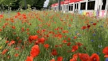 A vibrant field of red poppies mixed with small blue and yellow flowers is seen in front of a modern tram. The colorful flowers extend across the foreground, contrasting with the white and red vehicle behind it. Green trees frame the background, providing a lush setting. The tram displays text in a foreign language and colorful designs on some of its panels.
